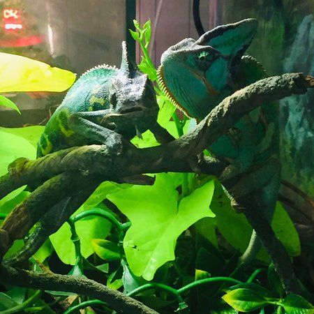 Hochatown Petting Zoo